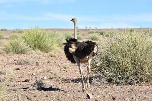 struts, fisk flod kanjon - Namibia, afrika foto