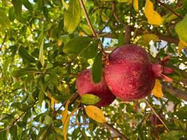 naturlig röd saftig mogen skön granatäpplen på en granatäpple träd gren mot de bakgrund av grön tropisk löv. bakgrund, textur foto