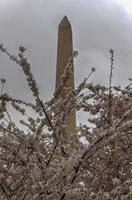 Washington monument under de körsbär blomma festival i Washington, dc foto