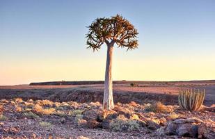 koger träd - namibia foto