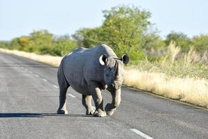 svart noshörning - etosha nationell parkera, namibia foto