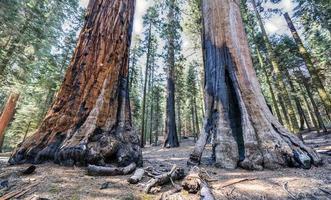 sequoia nationalpark foto