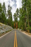 jätte sequoia träd i mariposa lund, yosemite nationell parkera, Kalifornien, USA foto