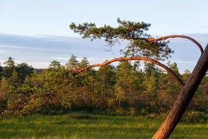 skog i de solsken foto