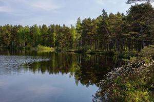 vintergröna tall och gran skogar foto