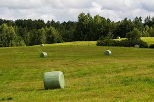 sommar landskap i lettland foto