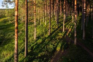 skog i de solsken foto