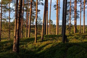 skog i de solsken foto