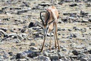 springbock i etosha nationell parkera foto