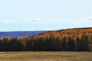 höst skog landskap. grön och orange färger skog. foto