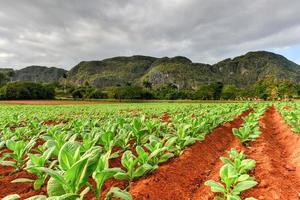 tobak plantage i de vinales dal, norr av kuba. foto