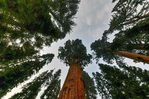 jätte sequoia träd - allmän sherman i sequoia nationell parkera, Kalifornien, USA foto