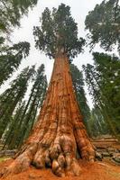 jätte sequoia träd - allmän sherman i sequoia nationell parkera, Kalifornien, USA foto