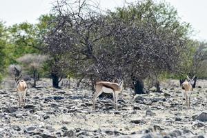 kudu i etosha nationell parkera foto