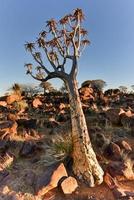 koger träd skog - Namibia foto