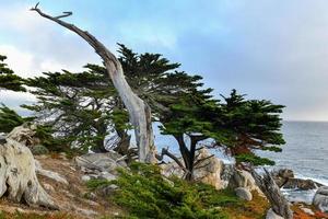 landskap av pescadero punkt med spöke träd längs 17 mile kör i de kust av sten strand, kalifornien foto