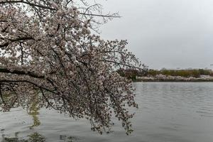 körsbär blommar på de tidvattens- handfat under vår i Washington, dc. foto