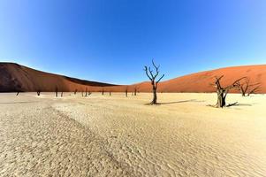 död- vlei, namibia foto