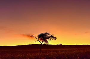 öken- landskap - namibrand, namibia foto