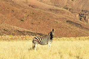 öken- landskap - namibrand, namibia foto