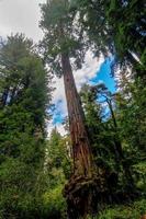 kalifornien sequoia träd foto