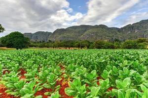 tobak plantage i de vinales dal, norr av kuba. foto