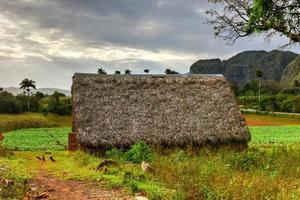 tobak torkning rum i de vinales dal, norr av kuba. foto