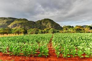 tobak plantage i de vinales dal, norr av kuba. foto