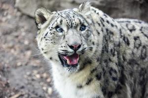 de snö leopard eller uns är en stor katt inföding till de berg intervall av central och söder Asien. foto