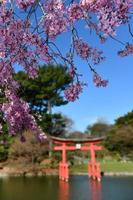 japansk trädgård i de brooklyn botaniska trädgård, ny york stad, usa foto