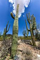 massiv kaktus på saguaro nationell parkera i arizona. foto