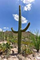 massiv kaktus på saguaro nationell parkera i arizona. foto