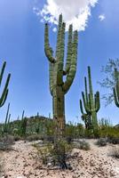 massiv kaktus på saguaro nationell parkera i arizona. foto