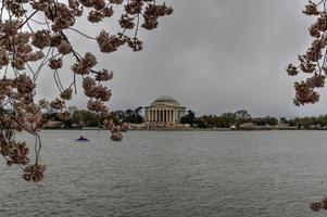 körsbär blommar på de tidvattens- handfat och Jefferson minnesmärke under vår i Washington, dc. foto