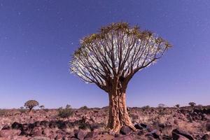 koger träd skog - Namibia foto