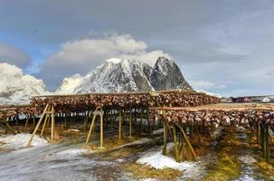 lutfisk i vinter- tid i reine, lofoten öar, Norge. foto