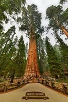 jätte sequoia träd - allmän sherman i sequoia nationell parkera, Kalifornien, USA foto