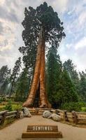 jätte sequoia träd vakt i sequoia nationell parkera, Kalifornien, USA foto