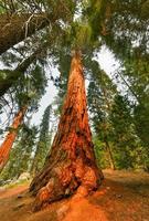 stor träd spår i sequoia nationell parkera var är de största träd av de värld, Kalifornien, USA foto