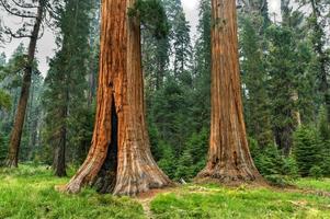 stor träd spår i sequoia nationell parkera var är de största träd av de värld, Kalifornien, USA foto