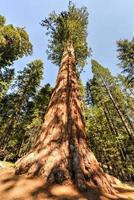 sequoia nationalpark foto