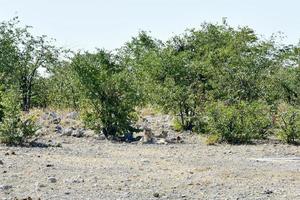 lejon i etosha nationell parkera foto