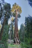 allmän bevilja sequoia träd, kungar kanjon nationell parkera foto