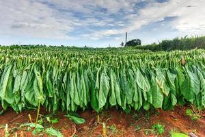 tobak fält i de vinales dal, norr av kuba. foto