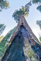 allmän bevilja sequoia träd, kungar kanjon nationell parkera foto