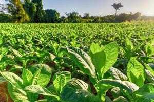 tobak fält i de vinales dal, norr av kuba. foto