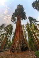 sequoia träd från allmän bevilja lund, en sektion av kungar kanjon nationell parkera foto