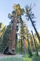 allmän bevilja sequoia träd, kungar kanjon nationell parkera foto