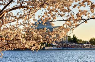 körsbär blomma festival - Washington, likström foto