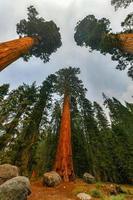 stor träd spår i sequoia nationell parkera var är de största träd av de värld, Kalifornien, USA foto